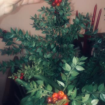 Kokina Çiçekleri Hüsran Yarattı: Dolap Ve Satıcı Mağduriyeti