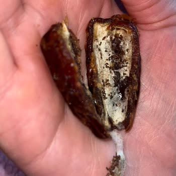 Kurtlu Ve Böcekli Ürün Skandalı