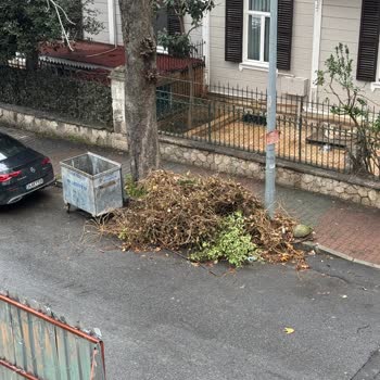 Bakırköy Belediyesi'nin Yeşilköy'deki İhmalkarlığı: 10 Gündür Kaldırılmayan Ağaç Artıkları