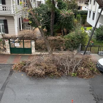 Bakırköy Belediyesi'nin Yeşilköy'deki İhmalkarlığı: 10 Gündür Kaldırılmayan Ağaç Artıkları