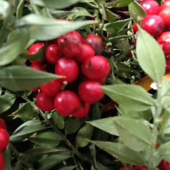 Yılbaşı İçin Aldığım Kokina Çiçekleri Çürük Geldi