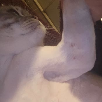 Jolly Veteriner Kliniği Pişmanlığı!