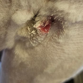 Jolly Veteriner Kliniği Pişmanlığı!