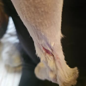 Jolly Veteriner Kliniği Pişmanlığı!