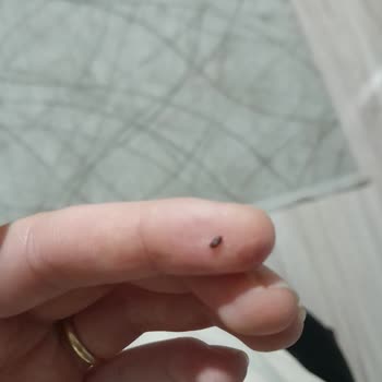 Barilla Gıda Makarna İçinde Böcek Şoku!