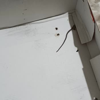 Daxtors Marka Botta Şok Edici Buluntu