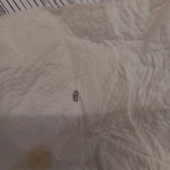 Adana Kebap Ürününde Beklenmedik Yabancı Madde