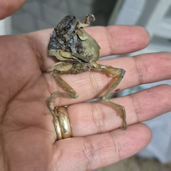 Meyveli Kış Çayında Şok Edici Sürpriz