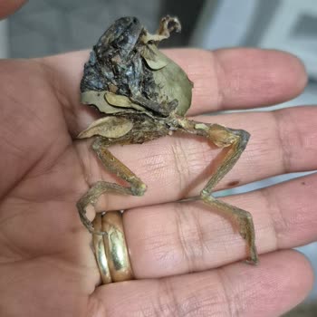 Meyveli Kış Çayında Şok Edici Sürpriz