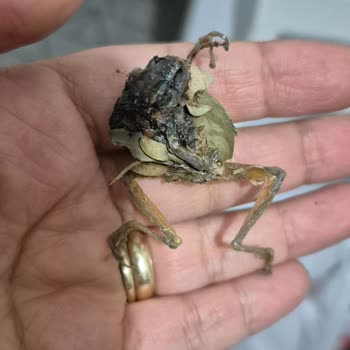 Meyveli Kış Çayında Şok Edici Sürpriz