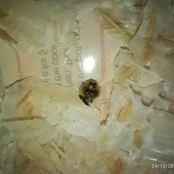 Haşiroğlu Tarhana Cips'te Sağlık Tehdidi: Böcek Ve Küf Skandalı