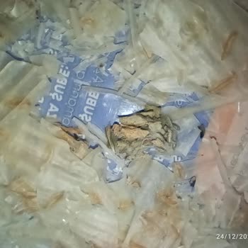 Haşiroğlu Tarhana Cips'te Sağlık Tehdidi: Böcek Ve Küf Skandalı