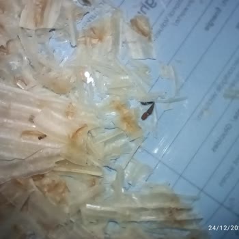 Haşiroğlu Tarhana Cips'te Sağlık Tehdidi: Böcek Ve Küf Skandalı