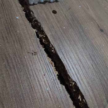 Yanlış Renk Ve Kırık Parçalar: Vivense Sipariş Sorunu!