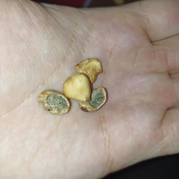 Kalitesiz Kuruyemiş Ve Küf Sorunu