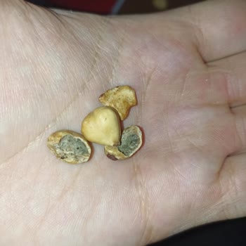 Kalitesiz Kuruyemiş Ve Küf Sorunu