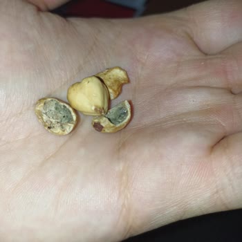 Kalitesiz Kuruyemiş Ve Küf Sorunu