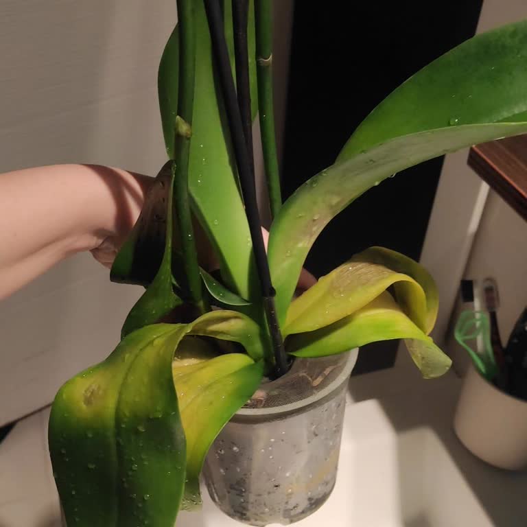 Hasta Çiçek Teslimatı Ve İlgisiz Müşteri Hizmeti