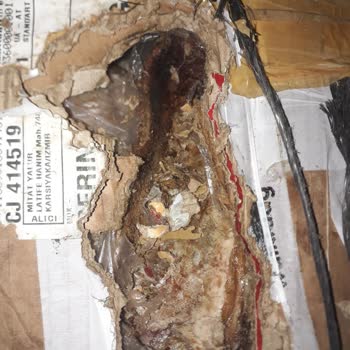 Kargo Sürecinde Fare Zararına Uğrayan Kazlar