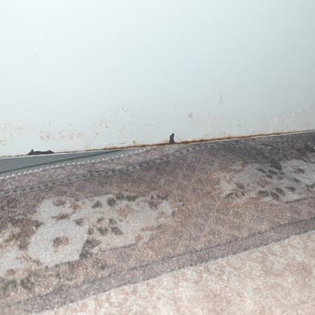 Profilo Buzdolabında Sürekli Arızalar Ve Paslanma Sorunu