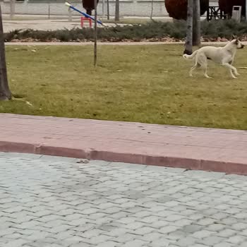 Başıboş Köpekler Mahallede Tehlike Saçıyor