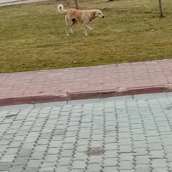 Başıboş Köpekler Mahallede Tehlike Saçıyor