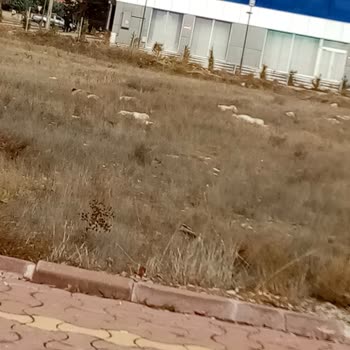 Başıboş Köpekler Mahallede Tehlike Saçıyor