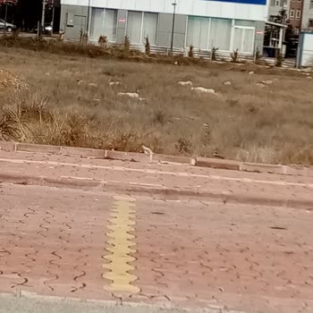 Başıboş Köpekler Mahallede Tehlike Saçıyor