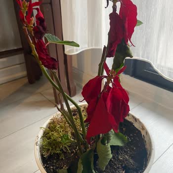 Çiçek Sepeti'nden Gelen Hayal Kırıklığı: Saksı Çiçeği Fiyaskosu