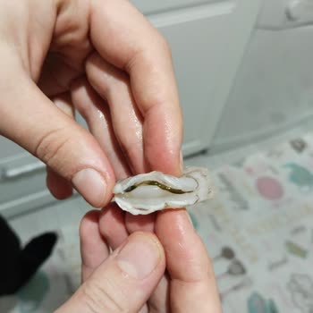 Dardanel Karideslerde Temizlik Sorunu