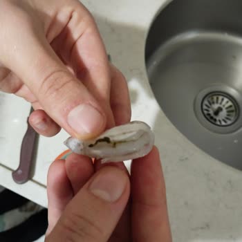 Dardanel Karideslerde Temizlik Sorunu