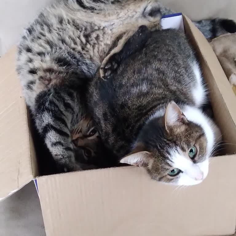 Beykoz Belediyesi Barınağında Hayvan Hakları İhlali