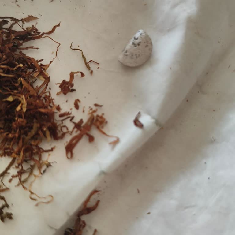 Camel Ürünlerinde Etiket Sorunu