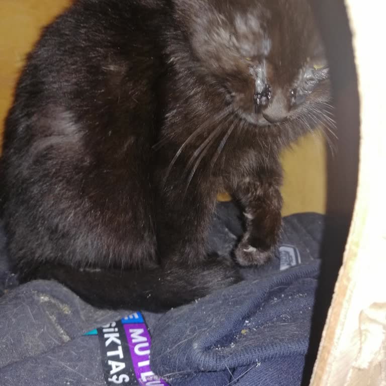 Yavru Kedilere Yardım Eli Uzanmıyor: İhmalkarlık Ve Yetersiz Müdahale