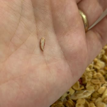 Granola Ürününde Taş Ve Kurt Şoku!