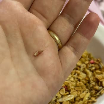 Granola Ürününde Taş Ve Kurt Şoku!