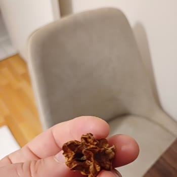 Niksar'dan Yöresel Ürünleri Cevizin Yarısı Çöp!