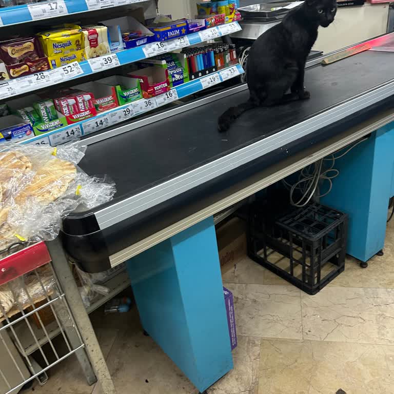 Mağazada Kedilerle Alışveriş Macerası