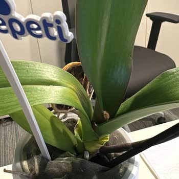 Çiçek Sepeti'nin Görsel Yanıltması