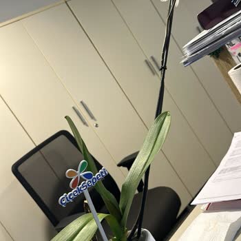 Çiçek Sepeti'nin Görsel Yanıltması