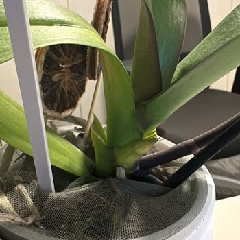 Çiçek Sepeti'nin Görsel Yanıltması