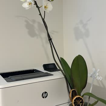 Çiçek Sepeti'nin Görsel Yanıltması