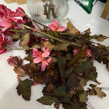 Boyanmış Çürük Çiçeklerle Aldatıldık