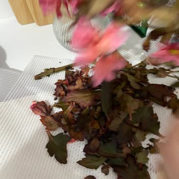 Boyanmış Çürük Çiçeklerle Aldatıldık