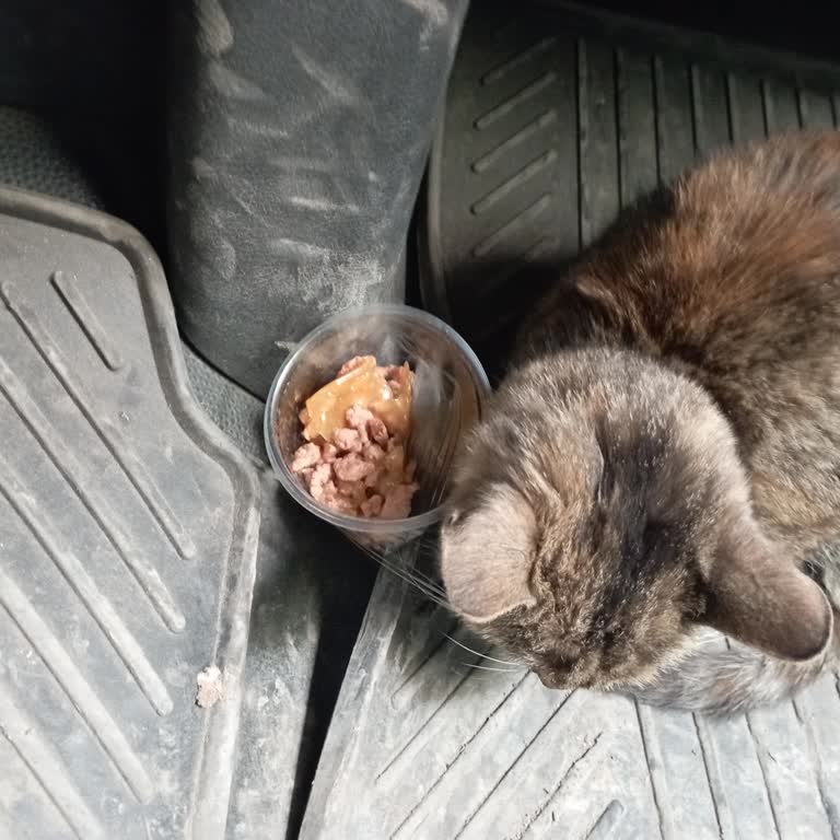 Acil Müdahale Bekleyen Yaralı Sokak Kedisi