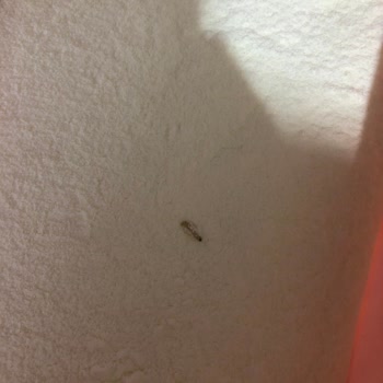 Bebek Mamasında Beklenmedik Sorun