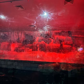 Penguen Alanının Temizlik Ve Aydınlatma Sorunları