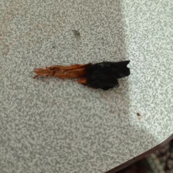 Parliament Sigara Kalitesi Düşüyor