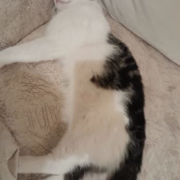 Mahmutlar Veteriner Polikliniği Alanya Şikayeti