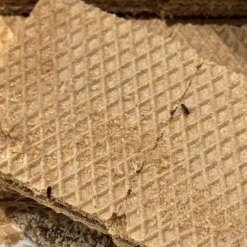 Biscolata Gofretin İçinden Böcek Çıktı, Neden İlgilenilmiyor